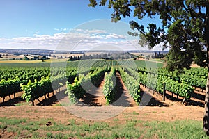 Grape Fields