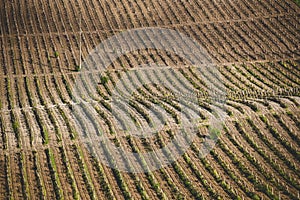 Grape fields above.