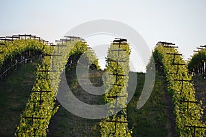 Grape fields napa valley on the way to santa rosa