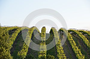 Grape fields napa valley on the way to santa rosa