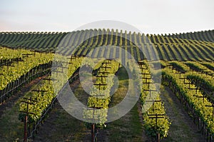 Grape fields napa valley on the way to santa rosa