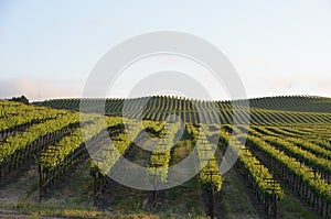 Grape fields napa valley on the way to santa rosa