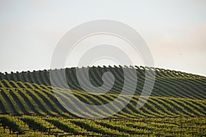 Grape fields napa valley on the way to santa rosa