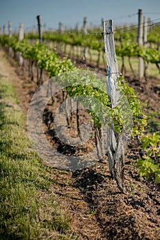 Grape fields in spring and summer in the sun