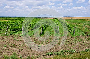 Grape fields. winemaking. agrarian culture