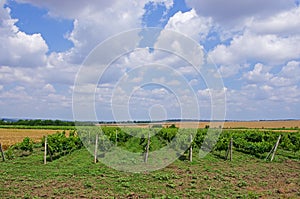 Grape fields. winemaking. agrarian culture