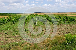 Grape fields. winemaking. agrarian culture