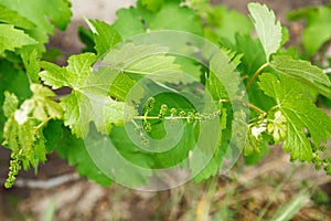 Grape flower buds, baby grapes, small berries. Close-up of flowering grape vines, grapes bloom in spring time. Grape seedlings on