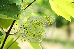 Grape flower in Tokaj