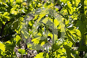 Grape flowers. Green flowers of grape.Small fresh green leaves of grapevine. Close-up of flowering grape vines, grapes bloom