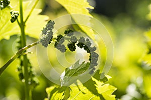 Grape flowers. Green flowers of grape.Small fresh green leaves of grapevine. Close-up of flowering grape vines, grapes bloom