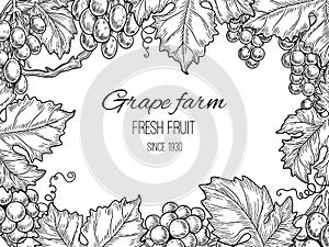 Grape frame. Vineyard vintage vector background with grapevine and leaves