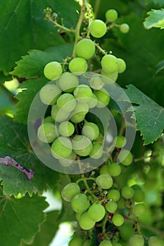 A grape is a fruit, botanically a berry, of the deciduous woody vines of the flowering plant genus