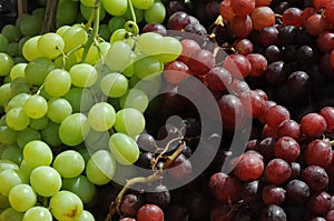Grape fruit in danish capital Copenhagen Denmark