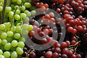 Grape fruit in danish capital Copenhagen Denmark