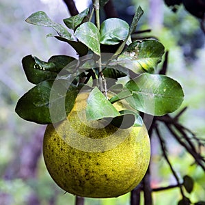 Grape Fruit fresh in tree