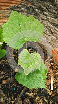 Grape fruit leaves plant