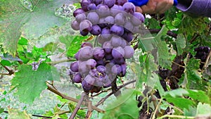 Grape Fruit Picking