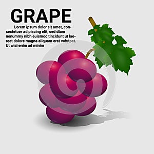 Grape fruit realistic vector illustration