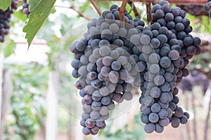 Grape fruit on tree