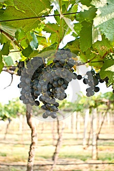 Grape fruit on tree in Vineyards