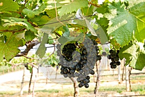 Grape fruit on tree in Vineyards