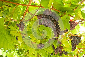 Grape fruit on tree in Vineyards