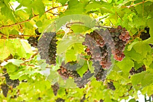 Grape fruit on tree in Vineyards