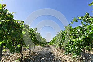 Grape fruit trees in the havest season, planting in the organic vineyard farm to produce the red wine, fresh dark black ripe grape