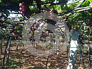 grape garden, kambam