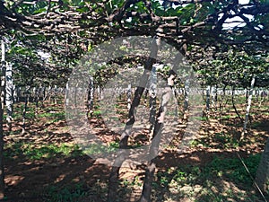 grape garden, kambam