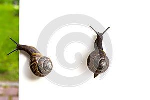 Grape garden snails Helix pomatia slug isolated on white and nature background close-up, top view