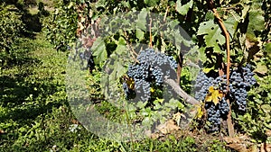 Grape grapes vineyard in metsovo greece