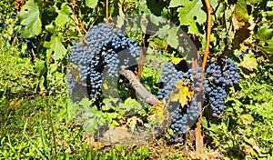 Grape grapes vineyard in metsovo greece