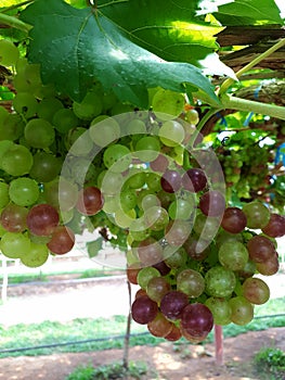 Grape