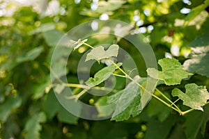 Grape green leaves closeup. Summer or spring season background with vine leaves. Nature concept.