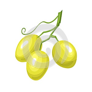 grape green ripe cartoon vector illustration