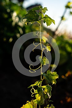 Grape green stem on a dark background. Healing highly nutritious product