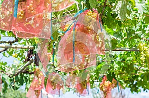 Grape groves in a special protective net.