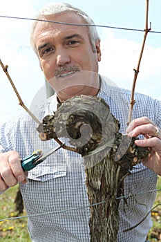 Grape grower cutting a branch