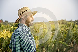 Grape grower looks at his field