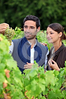 Grape growers photo