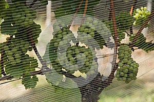 Grape growing around Wijlre, South Limburg, the Netherlands photo