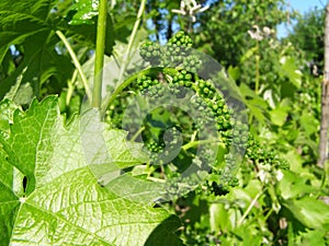 Grape is growing in the garden