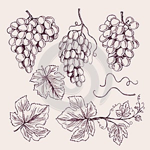 Grape hand drawn. Vine leaves and branch tendrils vintage vineyard vector sketch collection