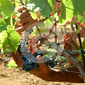 grape harvest