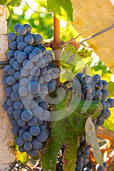 Grape harvest