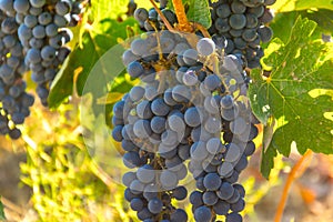 Grape harvest