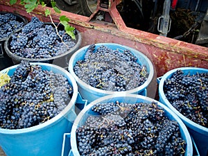 Un chicco di vino raccolto 