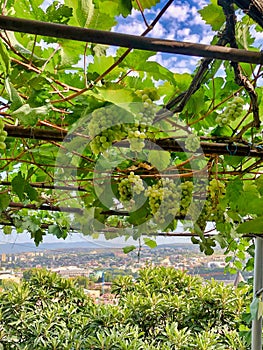 Grape harvest